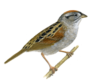 Sparrow PNG-20127